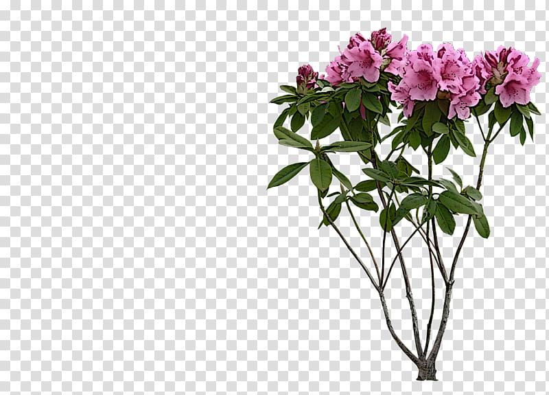 flower plant cut flowers pink azalea, Petal, Shrub, Rhododendron, Garden Phlox, Chinese Peony, Daphne transparent background PNG clipart