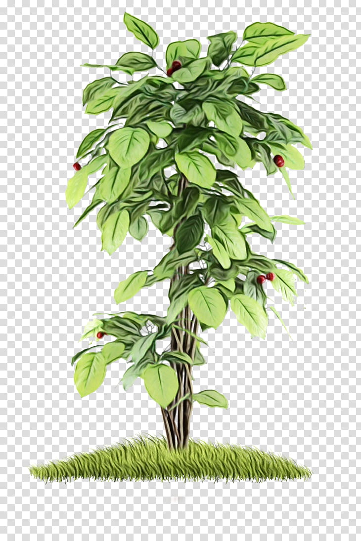 Flower Tree, Hydroponics, Flowerpot, Chinese Sweet Plum, Horticulture, Houseplant, Plants, Garden transparent background PNG clipart