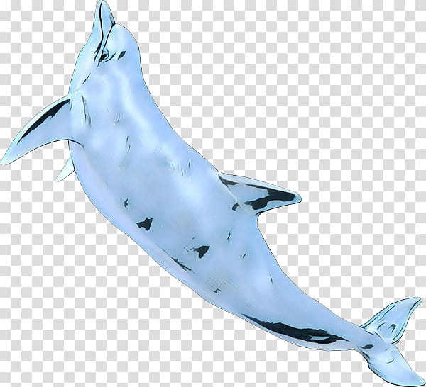 Shark Fin, Roughtoothed Dolphin, Cobalt Blue, Biology, Bottlenose Dolphin, Oceanic Dolphin, Animal Figure, Cetacea transparent background PNG clipart