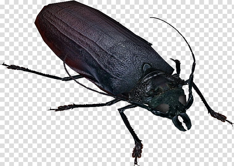 Cockroach, Titan Beetle, Ground Beetle, Weevil, Dung Beetle, Superworm, Ulquiorra Cifer, Fandom transparent background PNG clipart