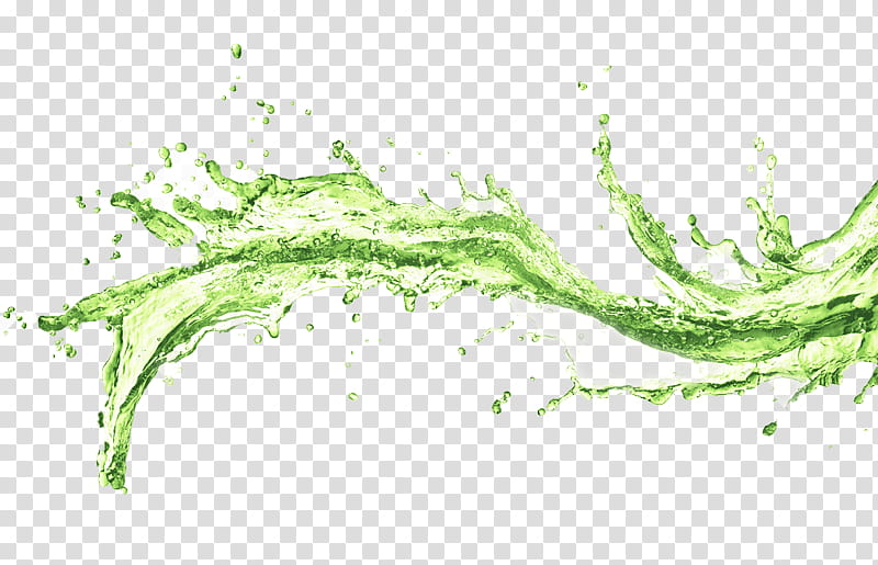 Green Leaf, Water, Mineral Water, Book, Drawing, Plant, Chlorophyta, Caulerpa transparent background PNG clipart