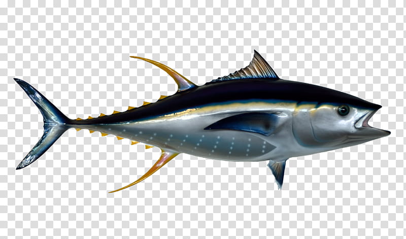 Fish, Tuna Fish Sandwich, Yellowfin Tuna, Atlantic Bluefin Tuna, Southern Bluefin Tuna, Rayfinned Fishes, Bigeye Tuna, Seafood transparent background PNG clipart