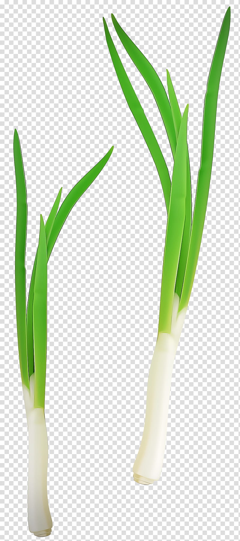 Onion, Welsh Onion, Plant Stem, Grasses, Plants, Onions, Leek, Vegetable transparent background PNG clipart