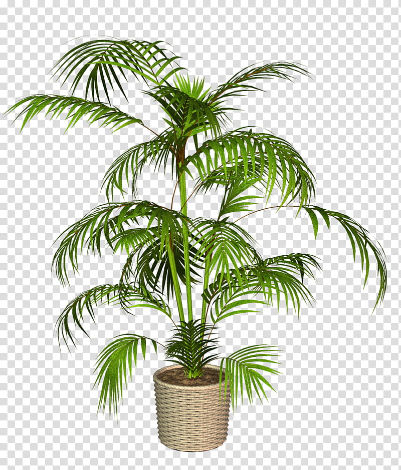 Palm Oil Tree, Babassu, Asian Palmyra Palm, Palm Trees, Plants, African Oil Palm, Coconut, Roystonea Regia transparent background PNG clipart