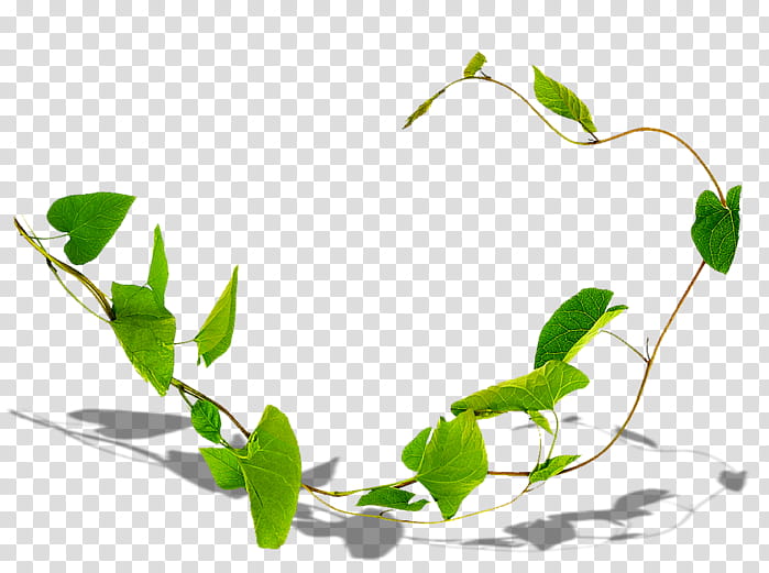 Ivy Leaf, Liana, Vine, Plants, Field Bindweed, Thorns Spines And Prickles, Branch, Plant Stem transparent background PNG clipart