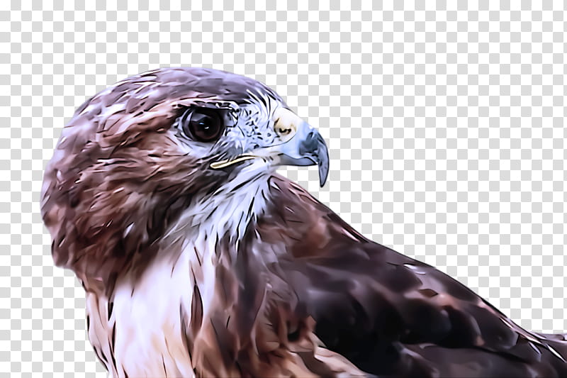 bird bird of prey hawk beak peregrine falcon, Sharpshinned Hawk, Kite transparent background PNG clipart