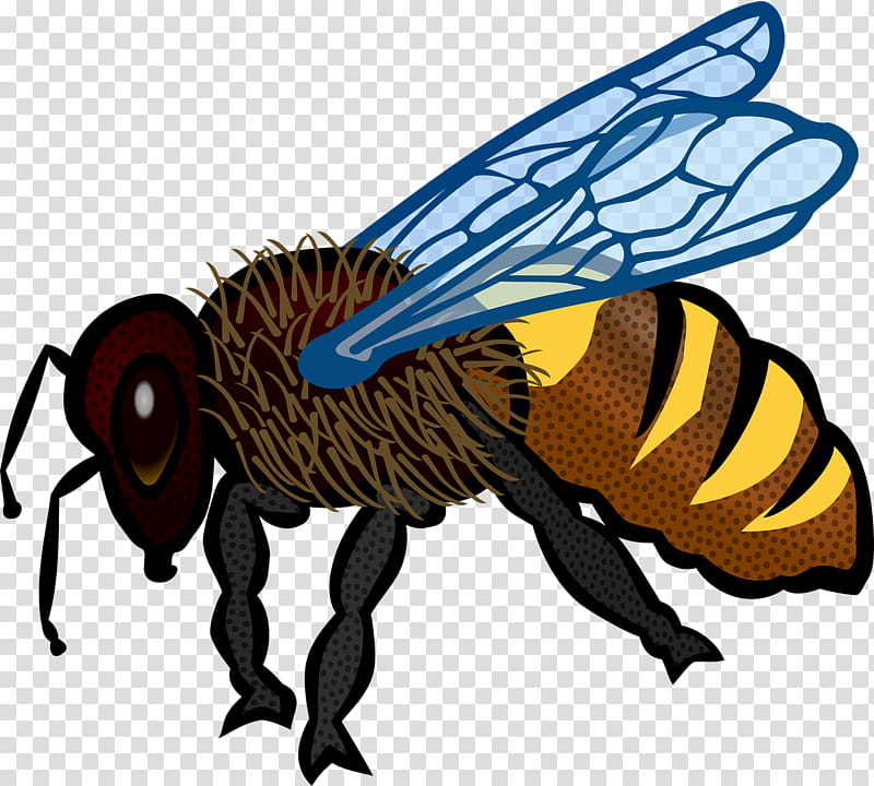Bee, Coloring Book, Drawing, Line Art, Insect, Bumblebee, Honey Bee, House Fly transparent background PNG clipart