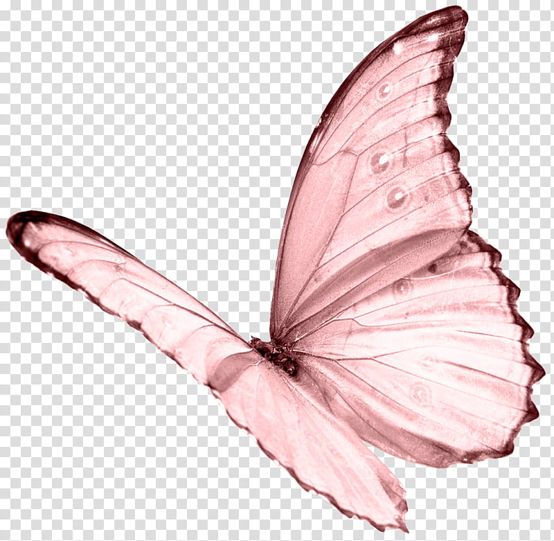 , pink butterfly transparent background PNG clipart