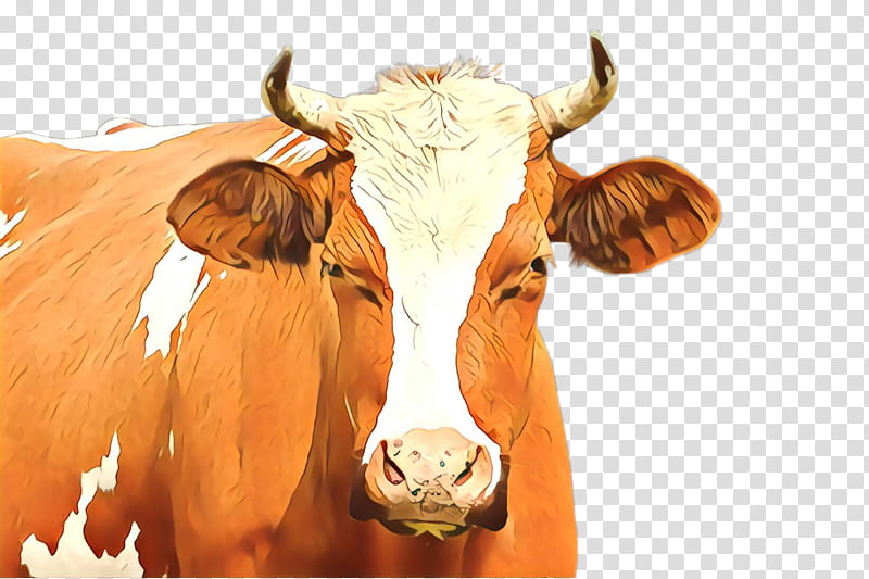 horn bovine snout cow-goat family live, Cowgoat Family, Live, Dairy Cow, Ox, Pasture, Texas Longhorn, Wildlife transparent background PNG clipart