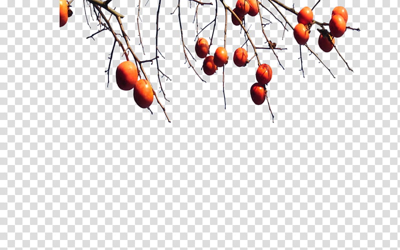 Watercolor Tree, Fruit, Branch, Fruit Tree, Watercolor Painting, Hawthorn, Persimmons , Architecture transparent background PNG clipart