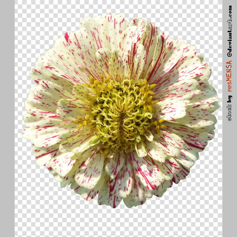 Zinnia mix , white-petaled flower transparent background PNG clipart