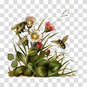 Flowers II, red and white daisies and two bees illustration transparent background PNG clipart