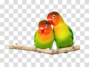 bird parrot fischers lovebird parrotlet pet rosyfaced lovebird parakeet beak perico transparent background png clipart hiclipart bird parrot fischers lovebird