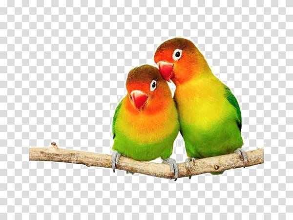 Bird Parrot, Fischers Lovebird, Parrotlet, Pet, Rosyfaced Lovebird, Parakeet, Beak, Perico transparent background PNG clipart