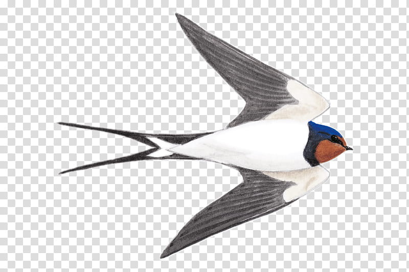 Swallow Bird, Hirundininae, American Cliff Swallow, Barn Swallow, Eurasian Crag Martin, Sand Martin, Nest, Falcon transparent background PNG clipart