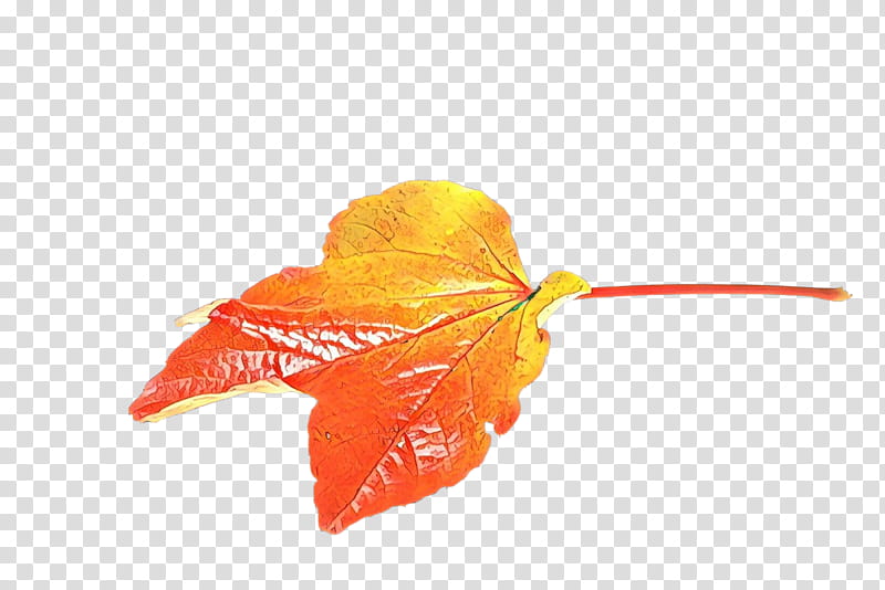 Orange, Leaf, Flower, Yellow, Plant, Petal, Anthurium, Impatiens transparent background PNG clipart