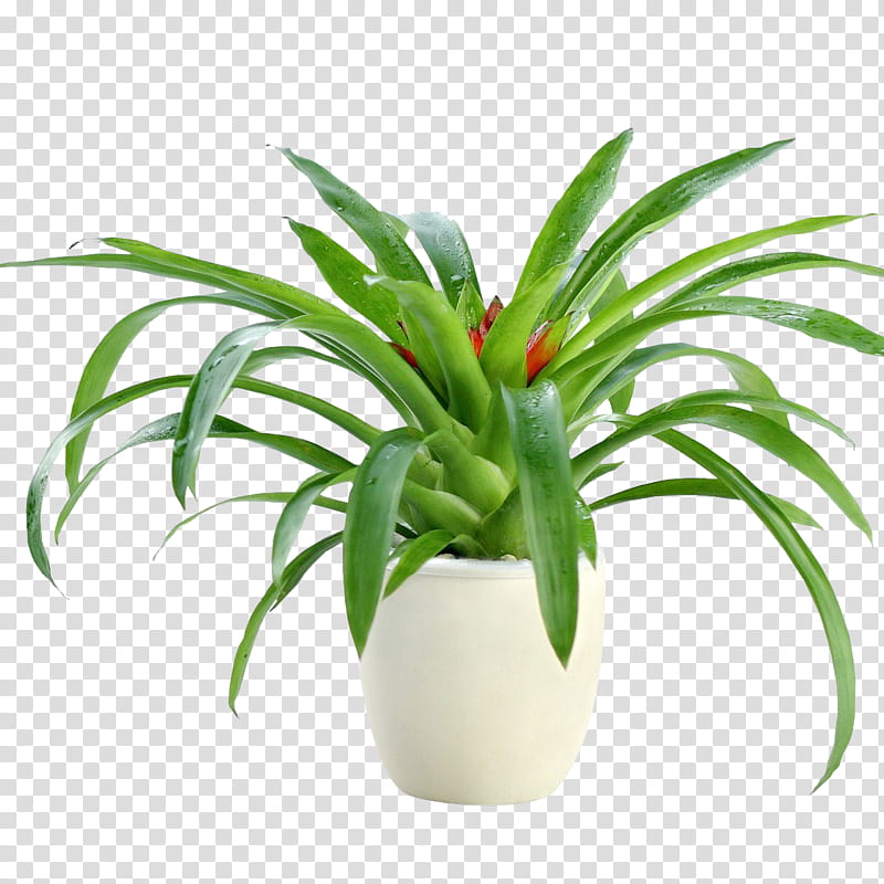 Lightbulb, Flowerpot, Plants, Bromeliads, Lighting, Lightbulb Socket, Bonsai, Flash Reflectors transparent background PNG clipart