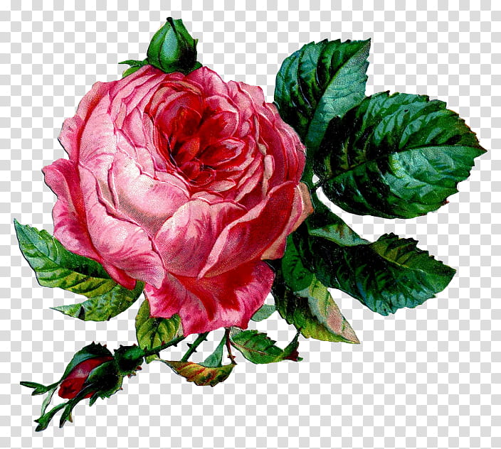 Floral Flower, Vintage Clothing, Rose, Antique, Garden Roses, Floral ...