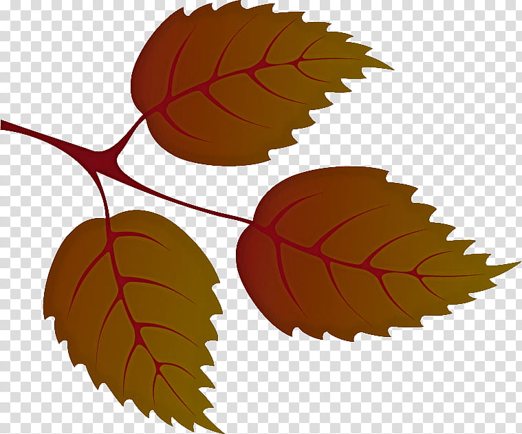 Plane, Leaf, Tree, Plant, Beech, Deciduous, Chestnut transparent background PNG clipart