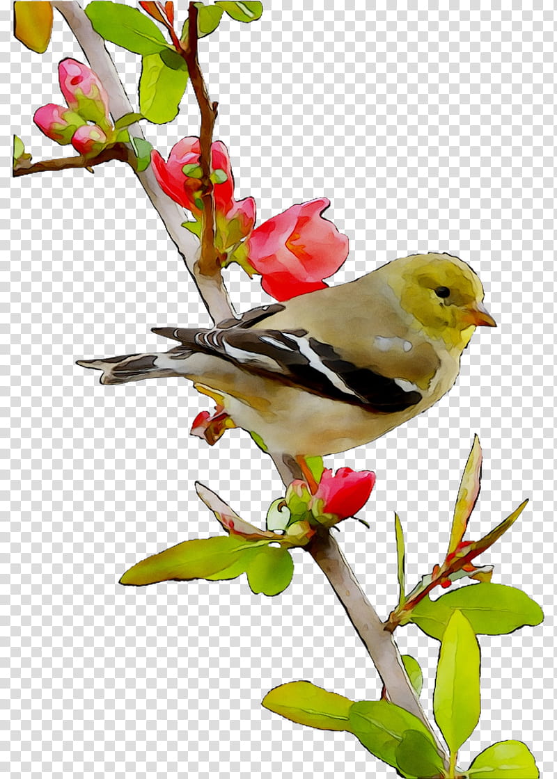 Bird, Beak, Feather, Old World Orioles, Plants, Western Tanager, Finch, Branch transparent background PNG clipart