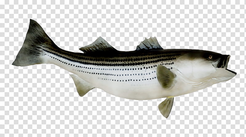 Fishing, Striped Bass, BASS Fishing, Striped Bass Fishing, Largemouth Bass, Pacific Sturgeon, Striper Bass, Bonyfish transparent background PNG clipart