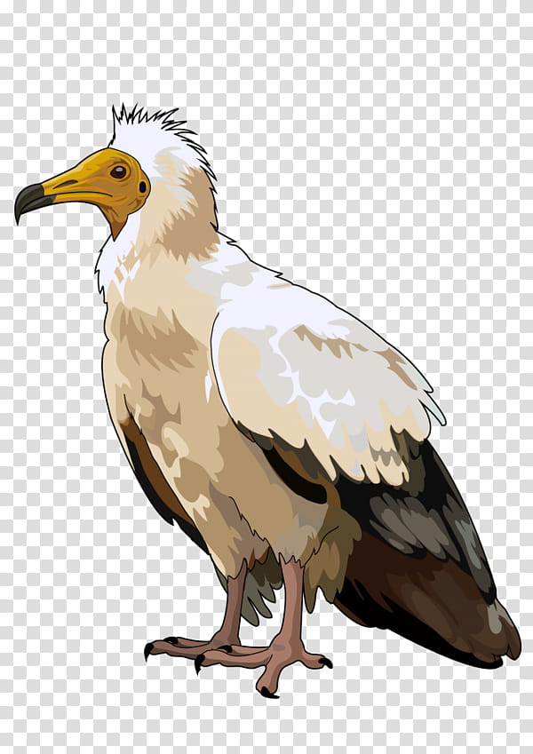 Eagle Bird, Bald Eagle, Egyptian Vulture, Domestic Canary, Bird Of Prey, Hawk, Drawing, Beak transparent background PNG clipart