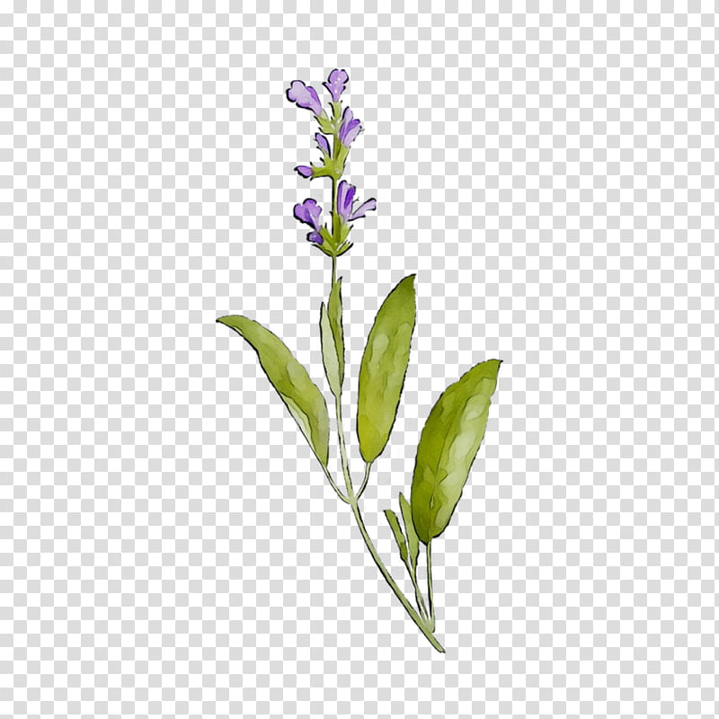 Lavender, Common Sage, Plant Stem, Plants, Violet, Pontederia, Lobelia tran...