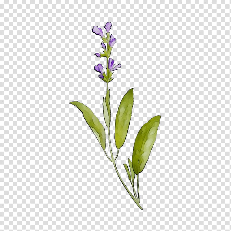 Orchid Flower, Lavender, Common Sage, Plant Stem, Plants, Violet, Pontederia, Lobelia transparent background PNG clipart