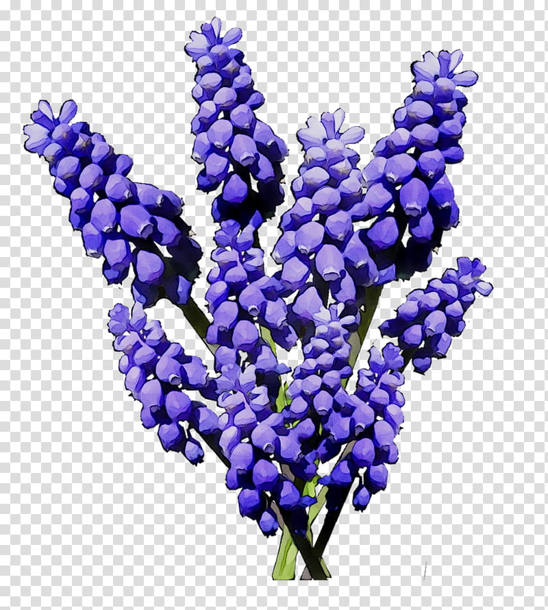 Flowers, Hyacinth, Cobalt Blue, Fruit, Grape Hyacinth, Lavender, Purple, Plant transparent background PNG clipart