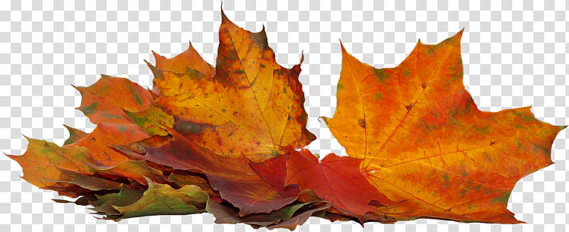 Autumn Maple, 2018, September, Maple Leaf, Sharing, September 1, Orange, Tree transparent background PNG clipart