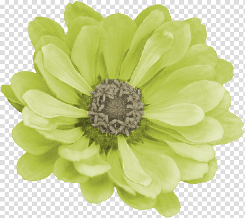 Smile Scrap Kit Freebie, green-petaled flowr transparent background PNG clipart
