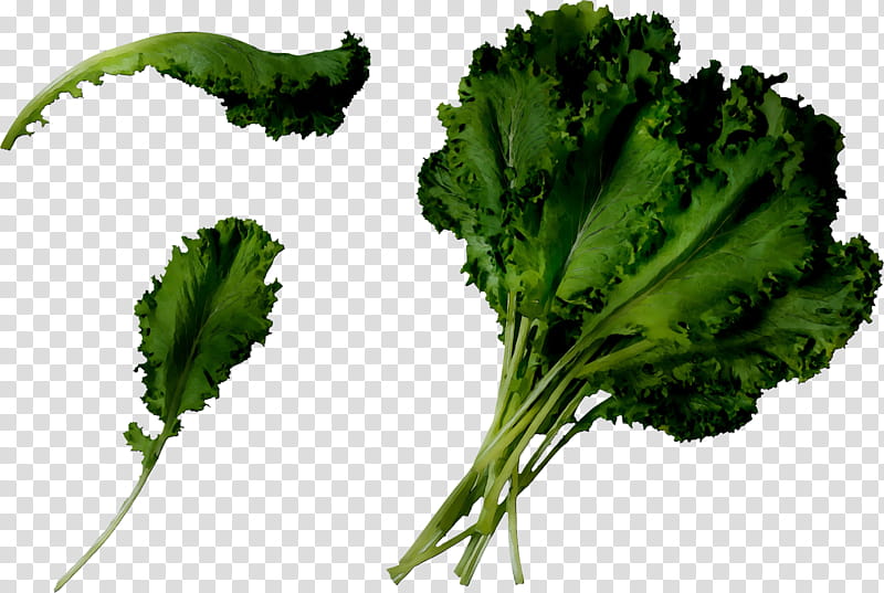 Vegetables, Coriander, Spring Greens, Curly Kale, Collard Greens, Broccoli, Rapini, Leaf transparent background PNG clipart