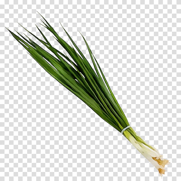 welsh onion plant vegetable chives grass, Watercolor, Paint, Wet Ink, Flowering Plant, Scallion, Leek, Grass Family transparent background PNG clipart