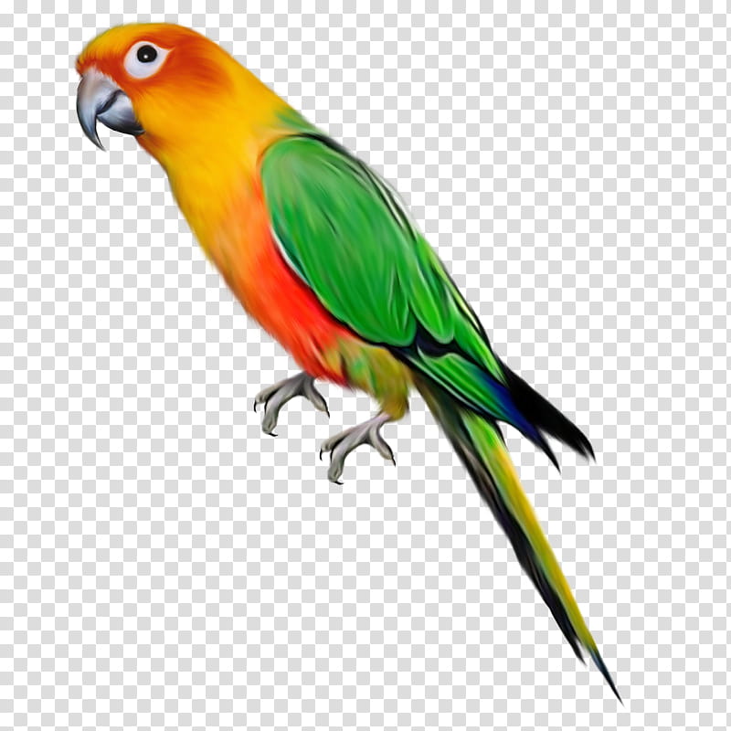 Bird Parrot, Parrots Of New Guinea, Lovebird, Amazon Parrot, Macaw, True Parrot, Parakeet, Monk Parakeet transparent background PNG clipart