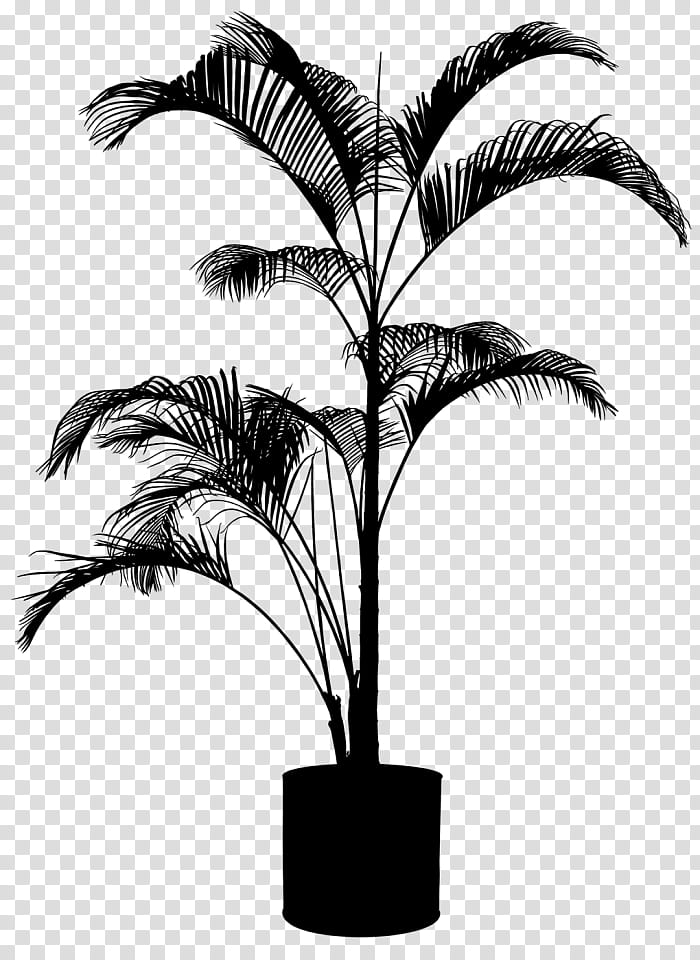 Date Tree Leaf, Asian Palmyra Palm, Babassu, Palm Trees, Plants, Shrub, Garden, Trachycarpus Fortunei transparent background PNG clipart