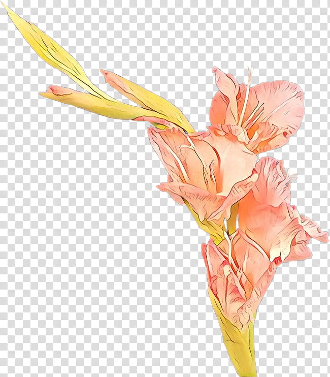 flower cut flowers pink plant gladiolus, Cartoon, Petal, Pedicel, Canna Family transparent background PNG clipart