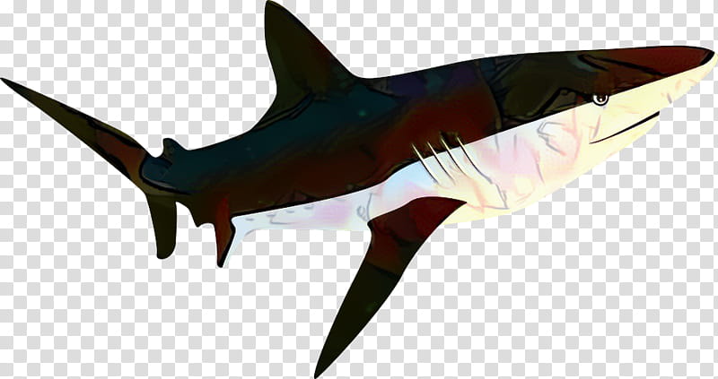 Great White Shark, Tiger Shark, Bull Shark, Goblin Shark, Whale Shark, Worksheet, Bramble Shark, Hammerhead Shark transparent background PNG clipart