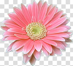 Aniversario Mis Pedidos shop, blooming pink Gerbera daisy flower transparent background PNG clipart