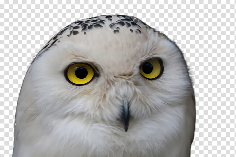 owl bird snowy owl bird of prey beak, Eye, Closeup, Wildlife transparent background PNG clipart