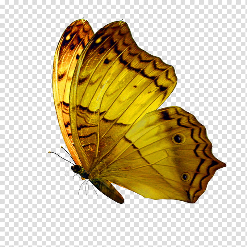 Monarch Butterfly, Brushfooted Butterflies, Insect, Lepidoptera, Moths And Butterflies, Silverwashed Fritillary, Pollinator, Argynnis transparent background PNG clipart