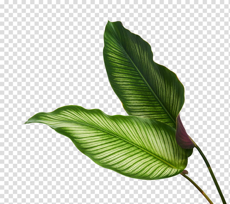 Cactuses and Plants, two green dumb cane plants transparent background PNG clipart