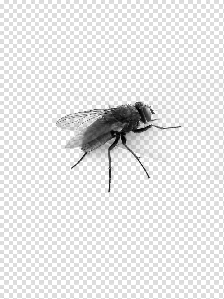 Bee, Insect, Fly, Housefly, Flight, Insect Wing, House Fly, Stable Fly transparent background PNG clipart