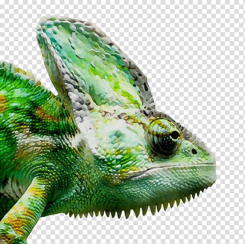 Chameleon, Chameleons, Reptile, Lizard, Common Iguanas, Panther Chameleon, Animal, Agamid Lizards transparent background PNG clipart