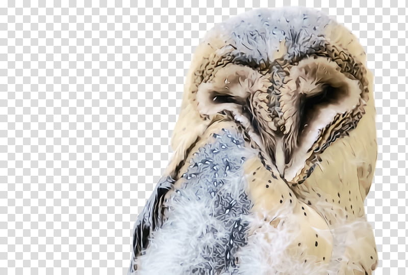bird owl barn owl bird of prey beak, Watercolor, Paint, Wet Ink, Wildlife transparent background PNG clipart
