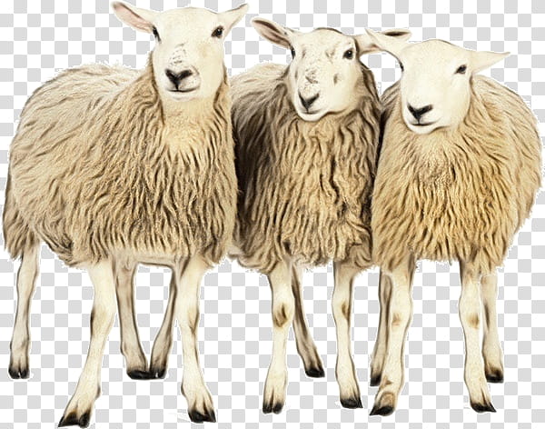 Eid Al Adha Islamic, Eid Mubarak, Muslim, Sheep, Agriculture, Herd, Pasture, Grazing transparent background PNG clipart