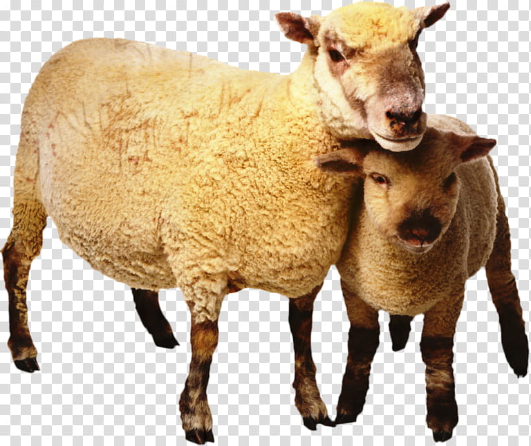 Eid Al Adha Islamic, Eid Mubarak, Sheep, Muslim, Suffolk Sheep, Boer Goat, Scottish Blackface, Cattle transparent background PNG clipart