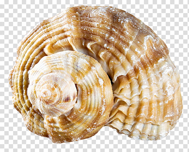 Snail, Cockle, Clam, Seashell, Mussel, Shellfish, Oyster, Conchology transparent background PNG clipart