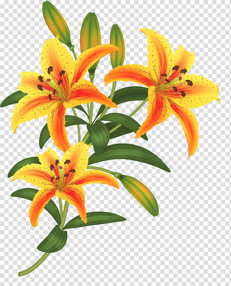 Drawing Of Family, Orange Lily, Flower, Paper, Painting, Cut Flowers, Plants, Petal transparent background PNG clipart