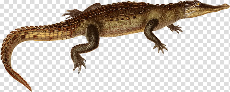 Alligator, American Crocodile, American Alligator, Agamas, Cuban Crocodile, Drawing, Alligators, Crocodiles transparent background PNG clipart