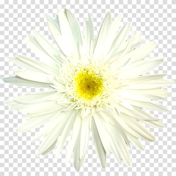 Flowers, Oxeye Daisy, Chrysanthemum, Transvaal Daisy, Daisy Family, Marguerite Daisy, Cut Flowers, Argyranthemum transparent background PNG clipart